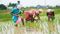 Nitish government plan