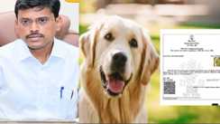 डॉग बाबू के निवास प्रमाण पत्र मामले  में पटना डीएम की बड़ी कार्रवाई, सर्टिफिकेट जारी करनेवाला गिरफ्तार