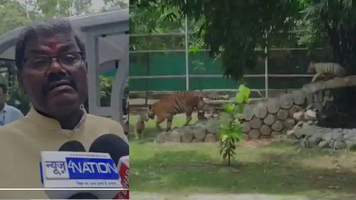  Patna Zoo Unveils Four New Tigers 