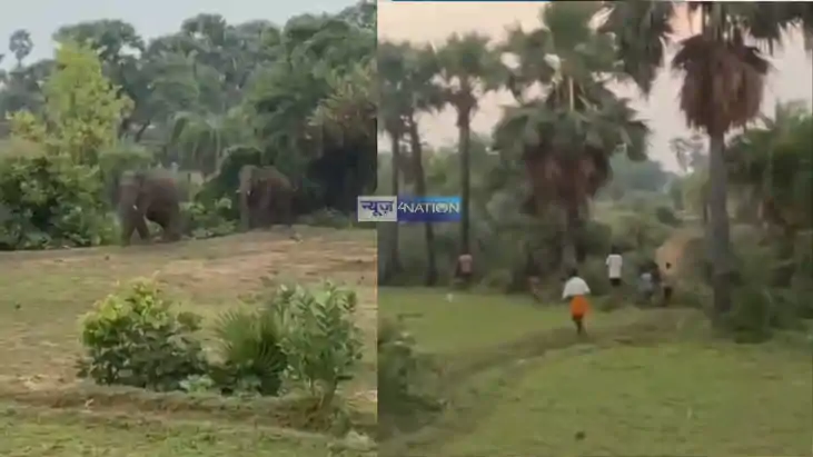 Two Wild Elephants Enter Gaya Village Forest Team on Alert