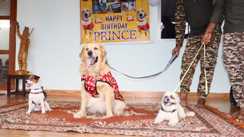 Happy Birthday : CRPF की 159 बटालियन में गूंजा 'हैप्पी बर्थडे', धूमधाम से मनाया गया सुरक्षा प्रहरी श्वान 'प्रिंस' का तीसरा जन्मदिन 