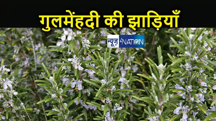साहित्यनामा में आज पढ़िए तरुण भटनागर कहानी  'गुलमेंहदी की झाड़