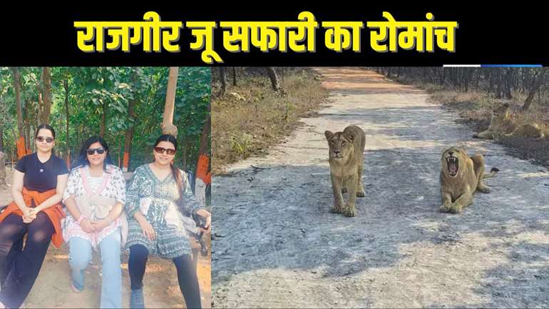 RAJGIR ZOO SAFARI 2025 : राजगीर Zoo सफारी में पर्यटकों के निकट पहुंचा बब्बर शेर,भालू और चिता भी बेधड़क घूमते आए नजर, ..देखिए वीडियो