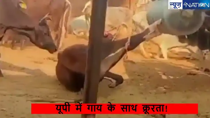 यूपी में गाय के साथ क्रूरता, पैरों में रस्सी बांध ट्रैक्टर स