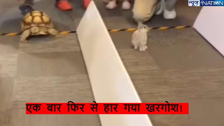 Tortoise Rabbit Viral Video: खरगोश और कछुए का रेस देख पागल हो गए व्यूअर, कहा- 'जो कहानी में पढ़ा वो सच साबित हुआ'