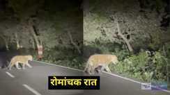  LEOPARD SEEN