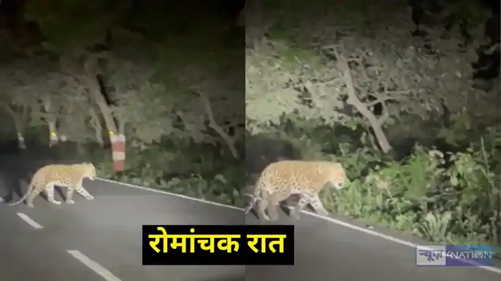  LEOPARD SEEN