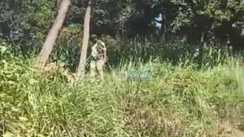 Muzaffarpur Foreign Liquor Worth Lakhs Seized from Bushes