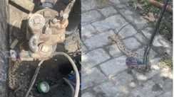 Python found in oxygen tanker petrol pump in turmoil