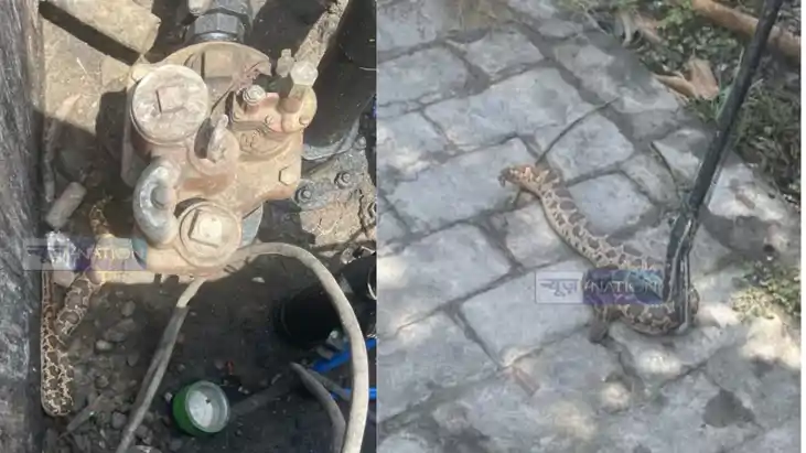Python found in oxygen tanker petrol pump in turmoil