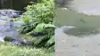 Three huge crocodiles washed away from Ganga