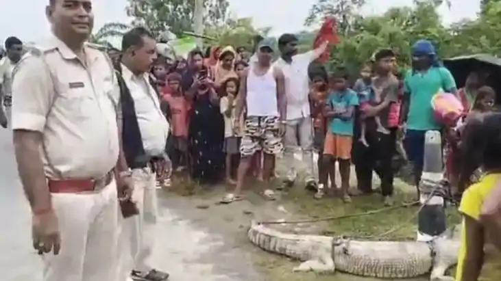 कोसी महासेतु के पास पानी में दिखा मगरमच्छ, ग्रामीणों ने पकड़