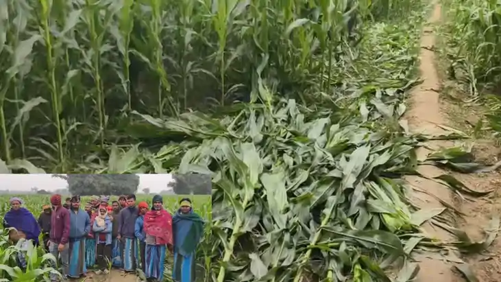 मक्का फसल तबाह 