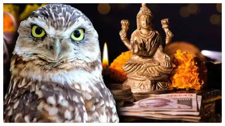 दीपावली पर उल्लूयों की बढ़ती है डिमांड, जानें क्यों चढ़ती है