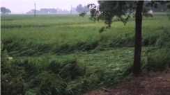 औरंगाबाद में ‘अरनव तूफान’ का कहर: 48 घंटे की लगातार बारिश से 50% से अधिक धान की फसल बर्बाद, किसानों की बढ़ी मुश्किलें
