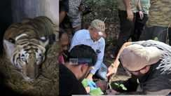 Tigress Rescued