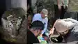 Tigress Rescued