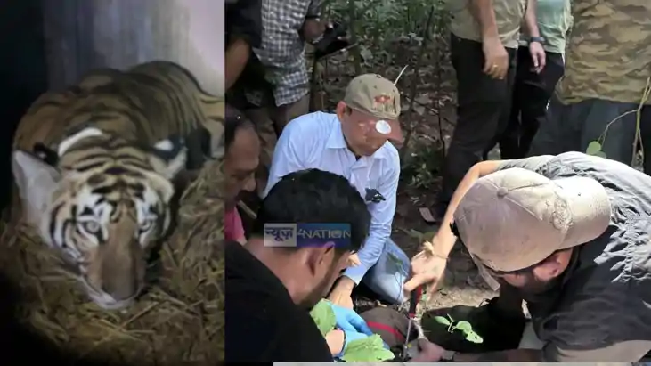 Tigress Rescued