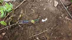 Aurangabad  Two IEDs Found