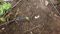 Aurangabad  Two IEDs Found