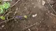 Aurangabad  Two IEDs Found