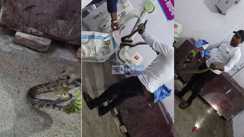 Python Sparks Panic in Railway Hospital Ward