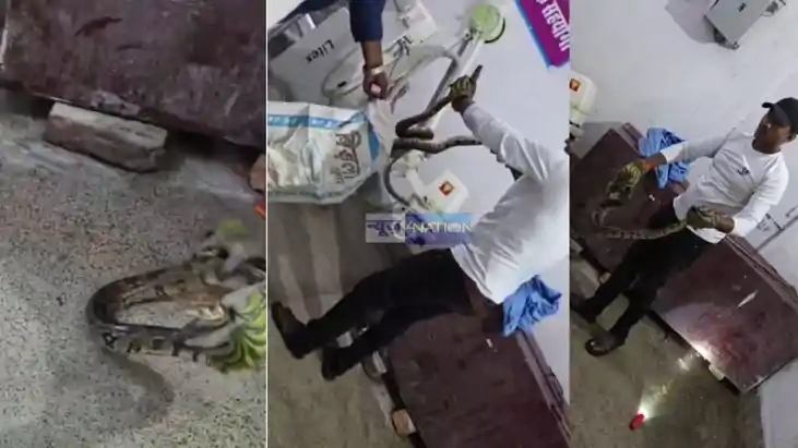 Python Sparks Panic in Railway Hospital Ward