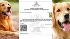 Dog babu certificate