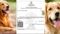 Dog babu certificate