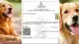 Dog babu certificate
