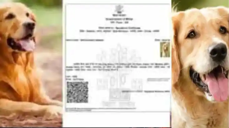 Dog babu certificate Dog babu certificate