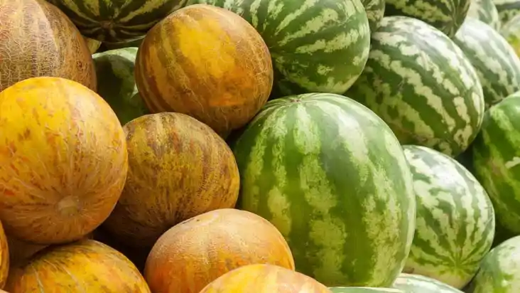 muskmelon