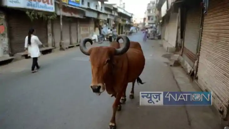 Kanpur cow rape:कानपुर में गाय के साथ शर्मनाक घटना, युवक की 