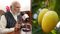 PM Modi Praises Bhagalpur Jardalu Mango in Mann Ki Baat