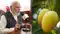 PM Modi Praises Bhagalpur Jardalu Mango in Mann Ki Baat