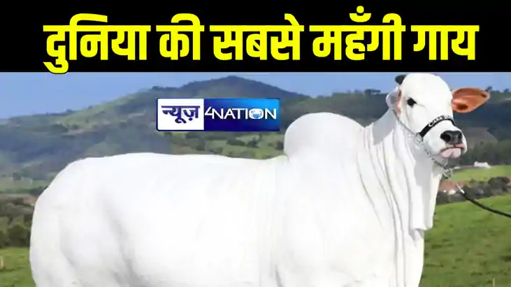 भारतीय नस्ल के गाय की 40 करोड़ की लगी बोली, जानिए क्या है खास भारतीय नस्ल के गाय की 40 करोड़ की लगी बोली, जानिए क्या है खास