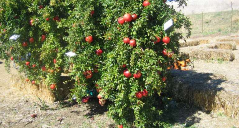 Pomegranate