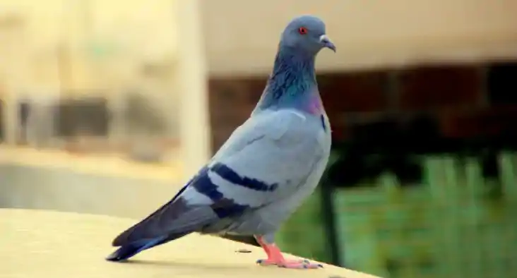कबूतर