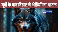 BREAKING: यूपी के बाद अब बिहार में भेड़ियों का आतंक, 6 व्यक्तिों को बनाया निशाना, मारा गया एक भेड़िया...