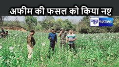 रजौली पुलिस एवं एसएसबी के जवानों ने पांच से छह कट्ठे भूमि पर लगी लाखों रुपए अफीम की खेती को किया नष्ट