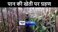 औरंगाबाद में मौसम के कहर से मगही पान की खेती हुई विनष्ट, किसानों की बढ़ी परेशानी 