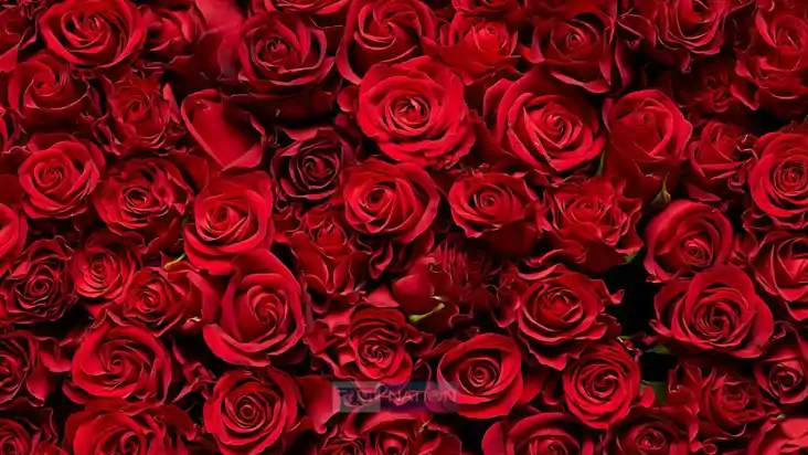 Rose Day 2025: वैलेंटाइन वीक आज से शुरु, रोज डे पर खास अंदाज
