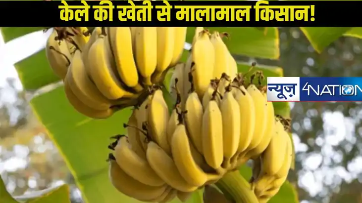 आधुनिक तकनीक से खेती में बदलाव! केले की खेती से किसान लाखों 