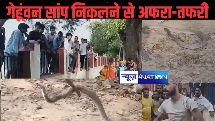 गर्मी में अपनी बिल से बाहर निकला विषैला सांप , मुंगेर के पोल