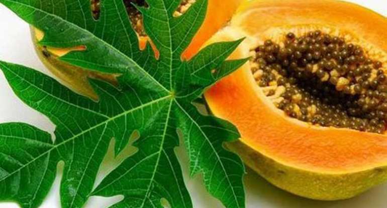 Papaya Leaves Benefits