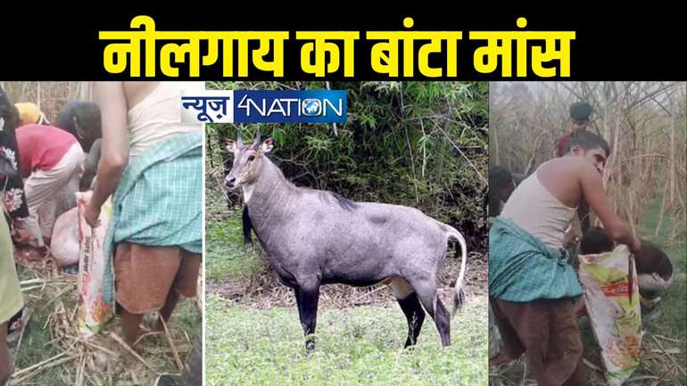 Bagaha /Nilgai 