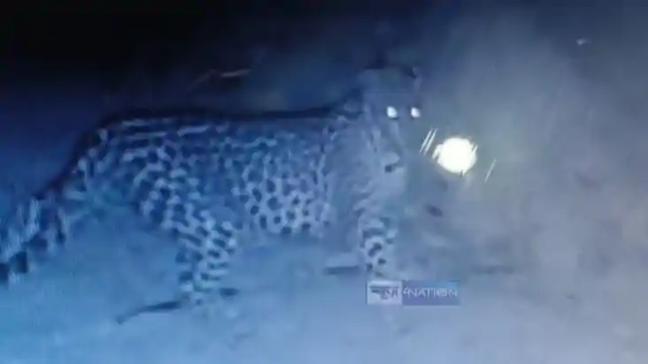  leopards 