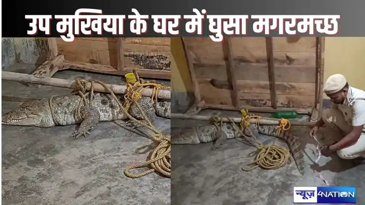 Crocodile in the house of the Deputy MUKHIYA - उप मुखिया के 