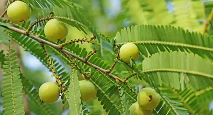 आंवला के पत्ते आंवला के पत्ते
