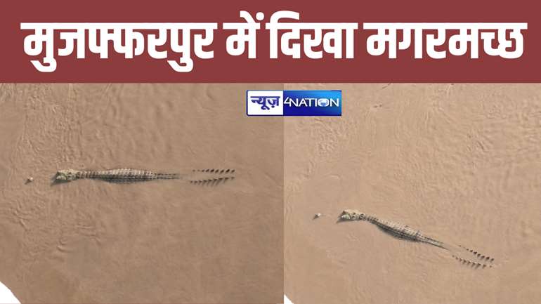 BREAKING: Crocodile seen in Muzaffarpur: मुज़फ्फरपुर के बागमती नदी किनारे दिखा मगरमच्छ, कुत्ते को बनाया अपना निवाला, दहशत में लोग 